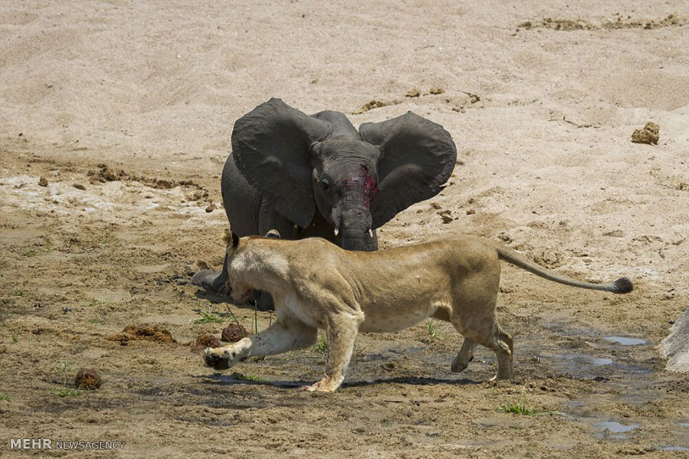 شکار بچه فیل به دست شیرها