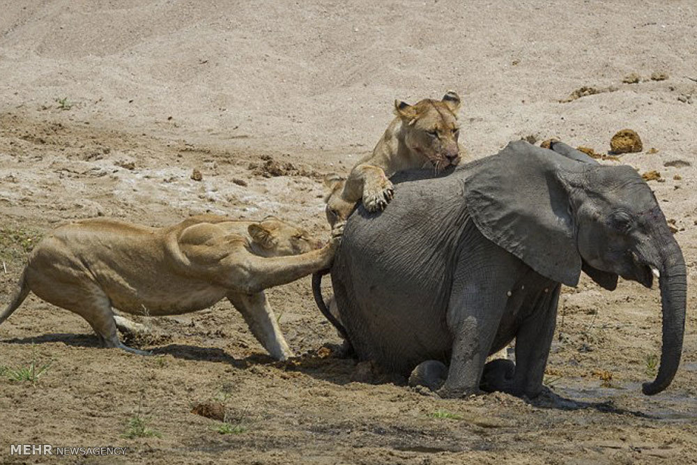 شکار بچه فیل به دست شیرها