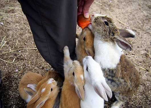 جزیره ی خرگوش ها در ژاپن