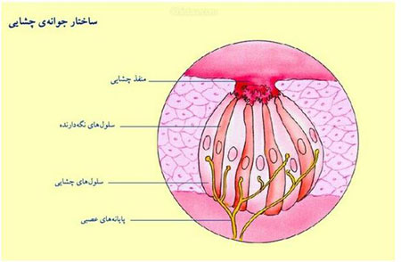 چگونگی احساس طعم و مزه غذا,طعم غذاها,جوانه چشایی