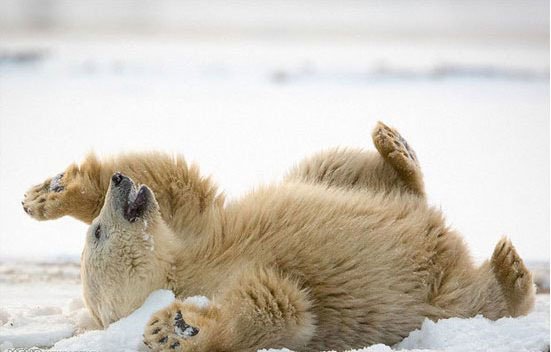 بازیگوشی خرس قطبی