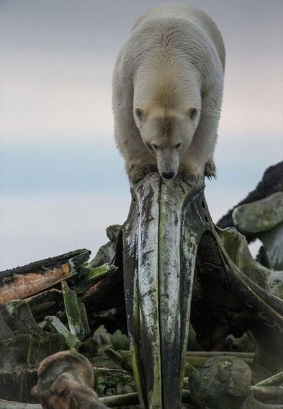 بازیگوشی خرس قطبی