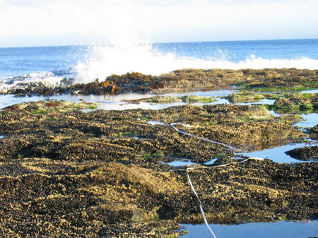 جلبک های دریایی,اجداد اولیه ما