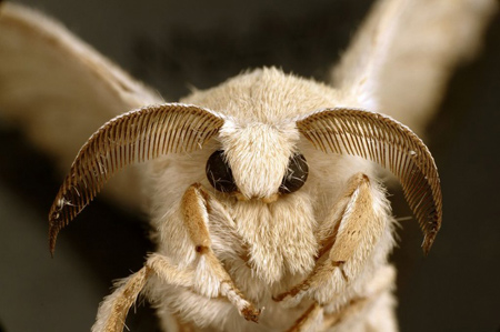 انواع حشرات عجیب, تصاویری از حشرات عجیب دنیا