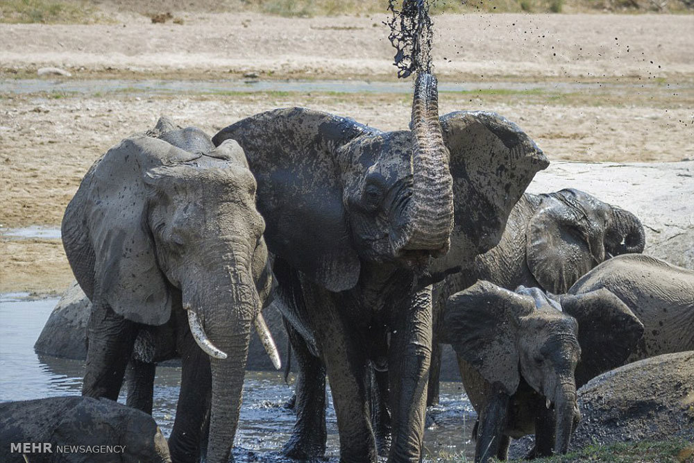 تصاویر شکار بچه فیل به دست شیرها