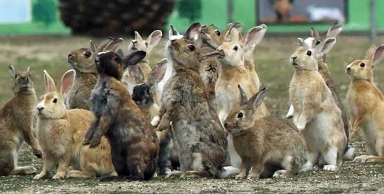 جزیره ی خرگوش ها در ژاپن
