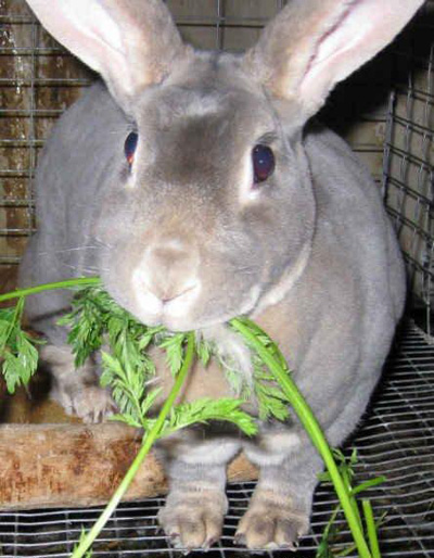 آشنایی با نحوه مراقبت و غذا دادن به خرگوش
