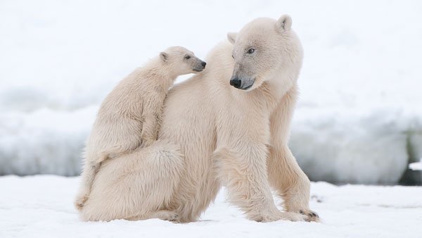 بازیگوشی خرس قطبی در آلاسکا