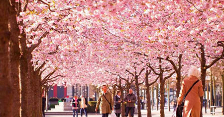 بهترین نقاط برای تماشای شکوفه های گیلاس