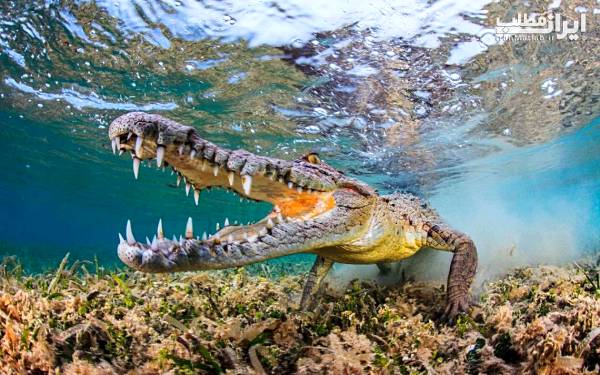 اطلاعات شگفت انگیز در مورد تمساح که نمی دانستید + عکس