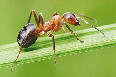 دانستنی هایی شگفت آور درباره مورچه ها