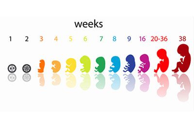 هفته سوم بارداری