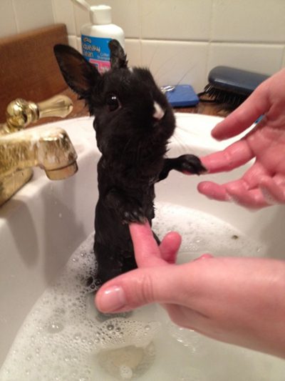 طرز صحیح حمام کردن خرگوش