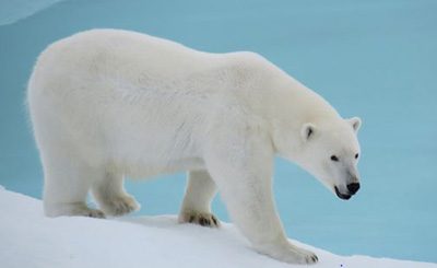 معمای المپیادی: خرس قطبی