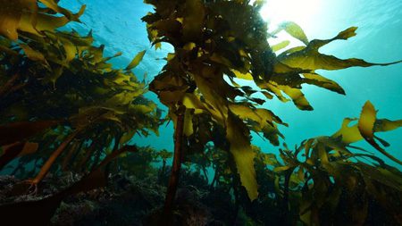 آیا جلبک های دریایی به اجداد اولیه ما کمک کردند؟