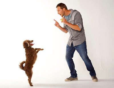 آشنایی با نحوه آموزش سگ و مدیریت رفتار سگ