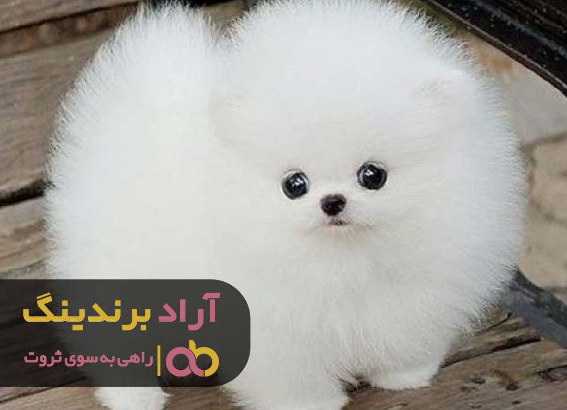 قیمت سگ جیبی خرسی